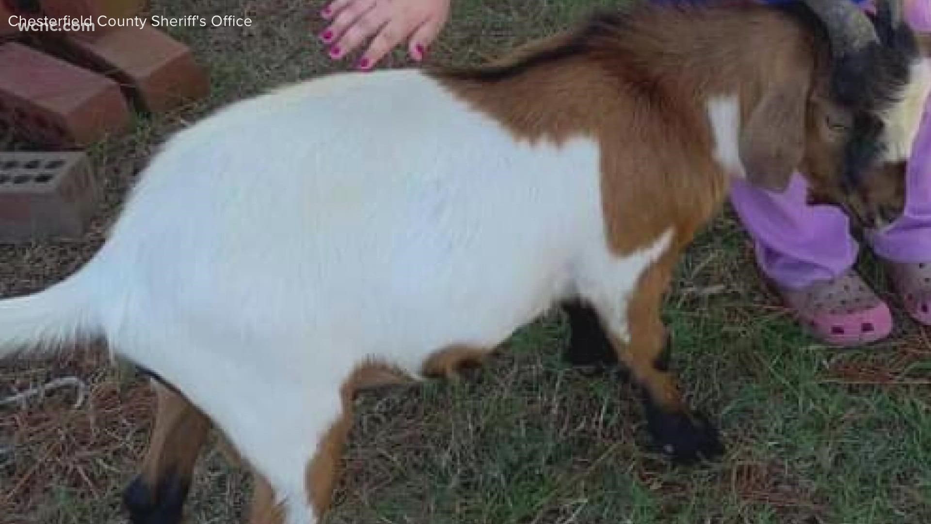 The animals got out of their pens and were shot sometime around Thanksgiving.