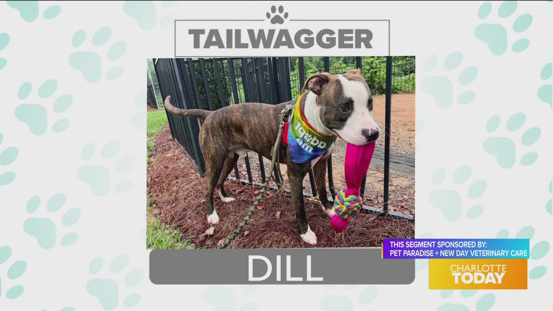 Today's tailwagger is Dill- Sponsored by Pet Paradise + New Day Veterinary  Care