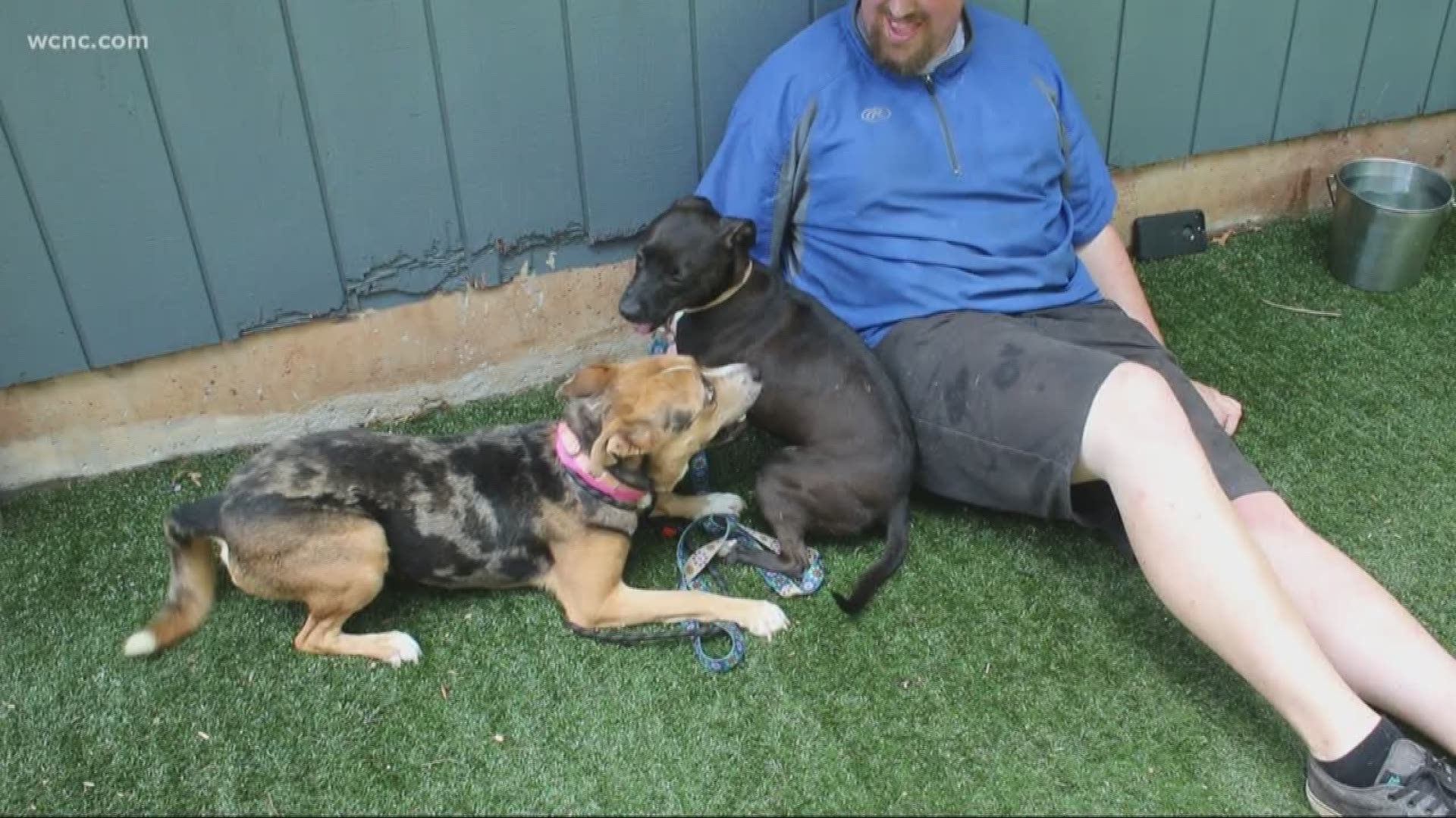 Liv, London, and Balto ended up in the Queen City this week because their shelter, the Humane Society of Louisiana, needed to make room for other animals rescued during the storm.