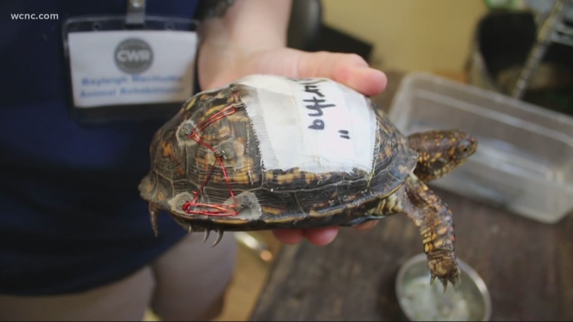 Animal Rescue Group Asks For Old Bra Hooks to Help Injured Turtles