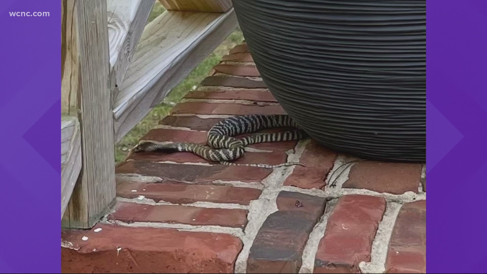 A venomous cobra is on the loose in Raleigh. Officials are concerned the snake could bite or spit if cornered.