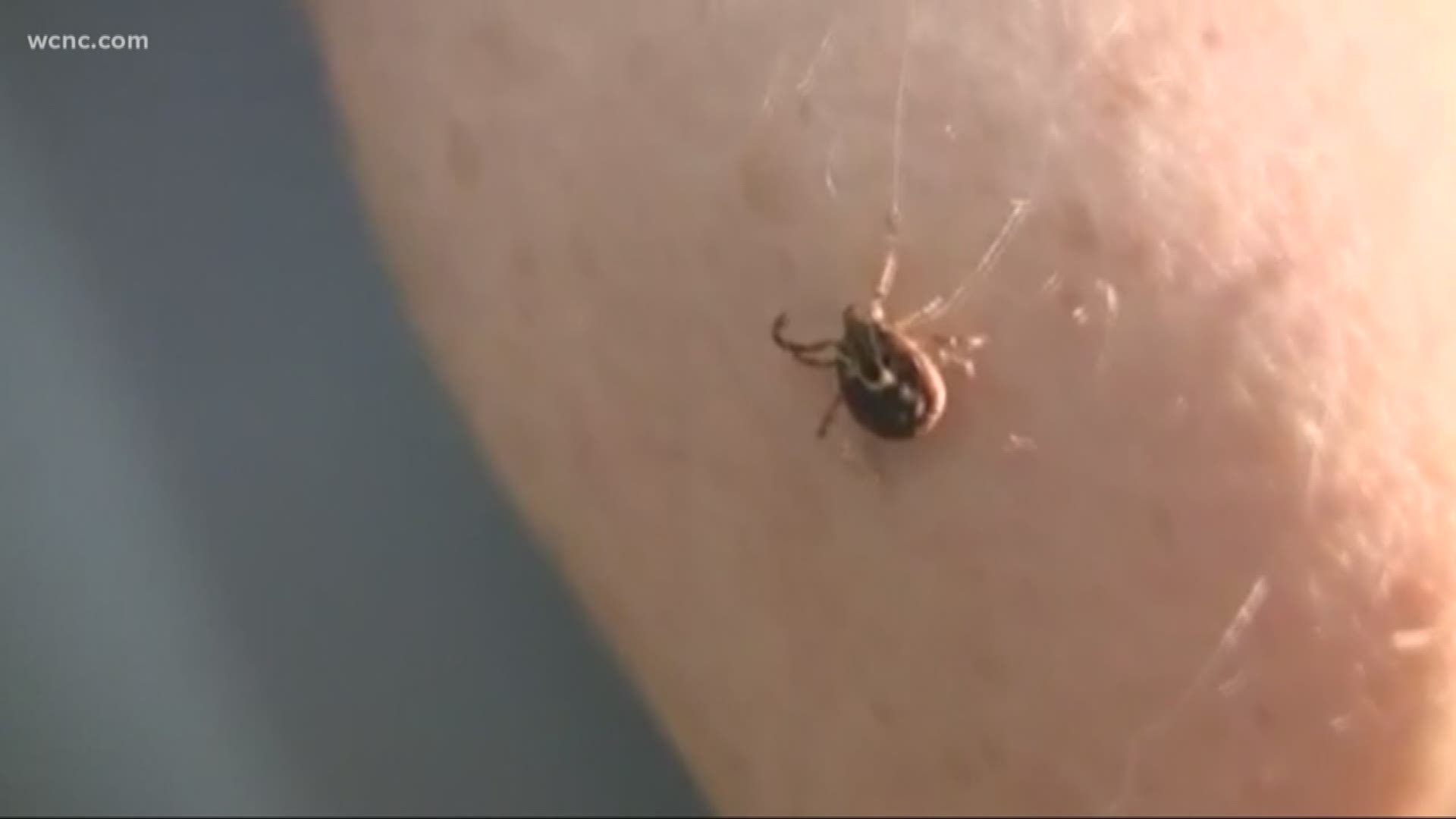 Ticks can carry several different diseases, most commonly Rocky Mountain spotted fever and Lyme disease. While the diseases are rare - they can be life-changing.