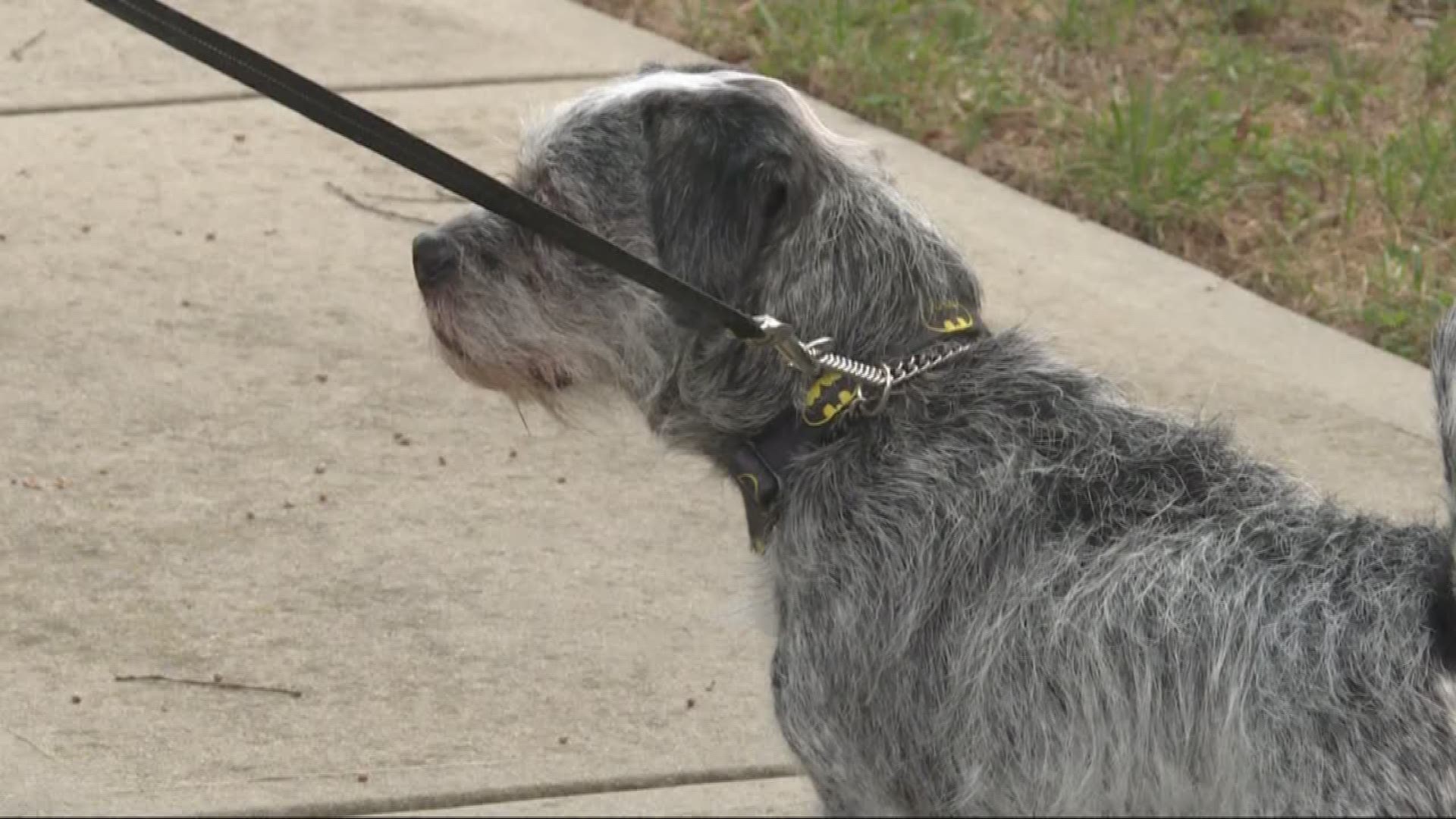 Family's dog survives copperhead bite