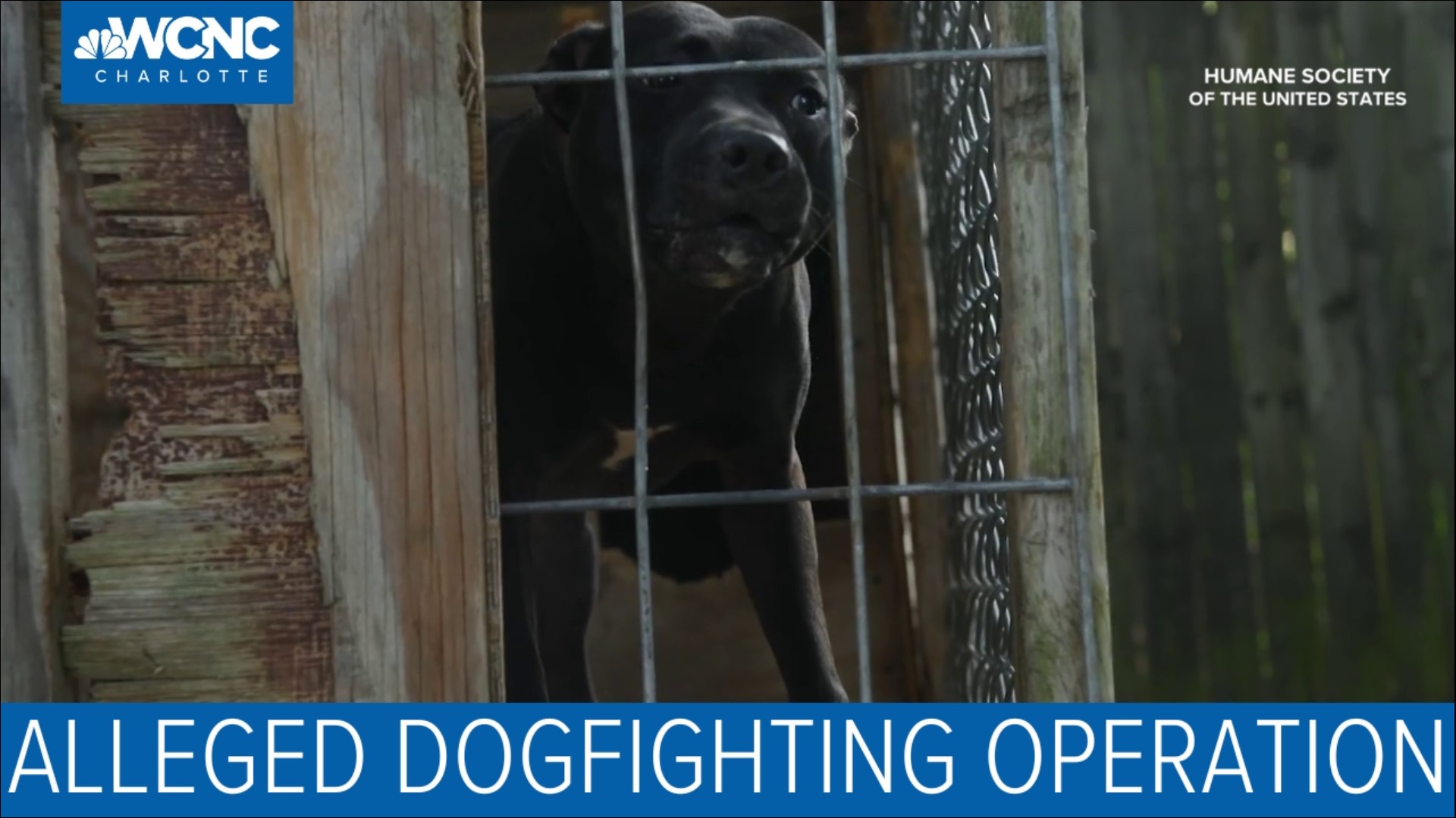More than a dozen dogs were removed from a Gastonia home that also allegedly housed a dogfighting operation, according to animal advocates.
