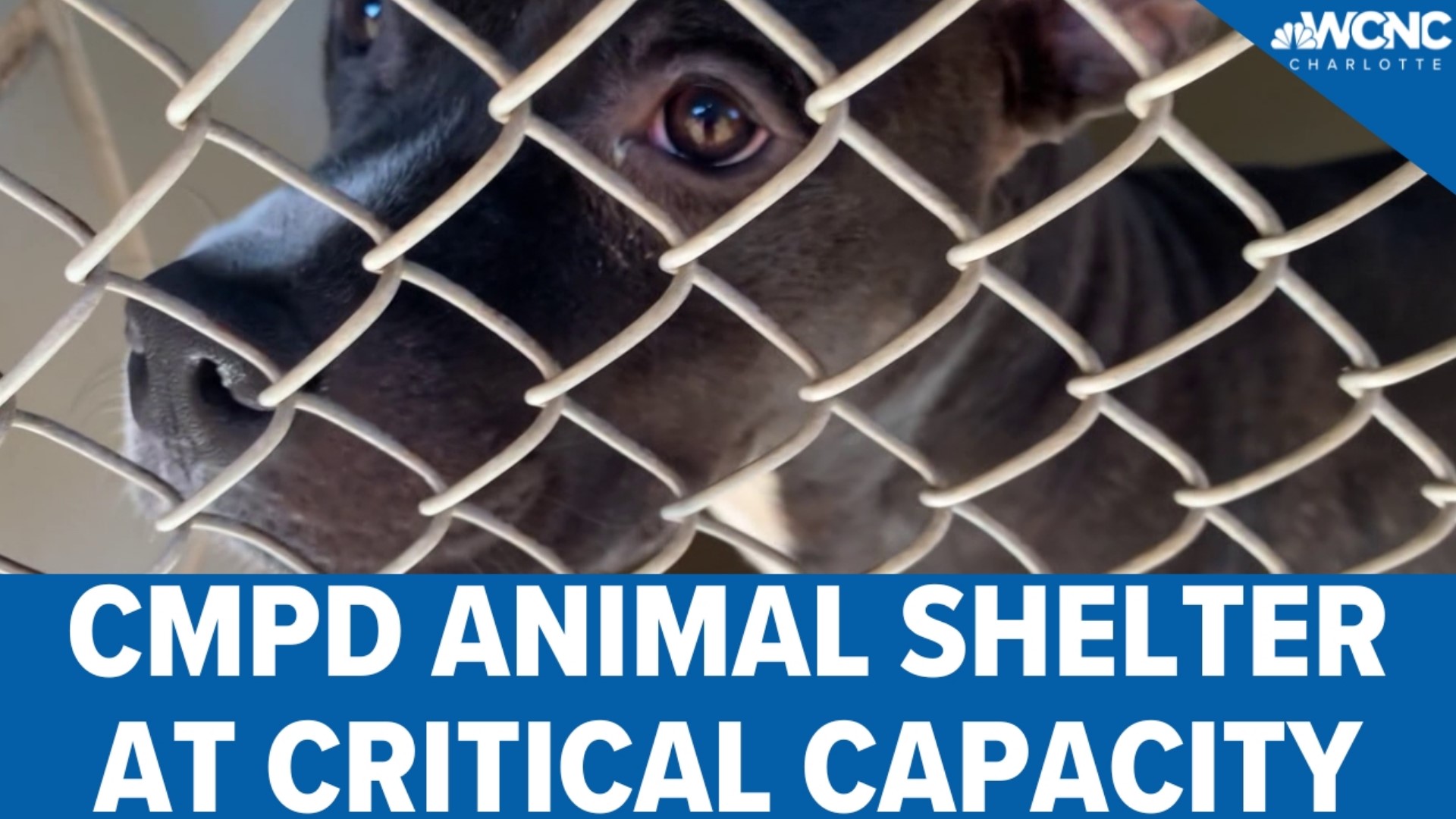 CMPD Animal Care is halting dog owner surrenders. The shelter says they're  too full 
