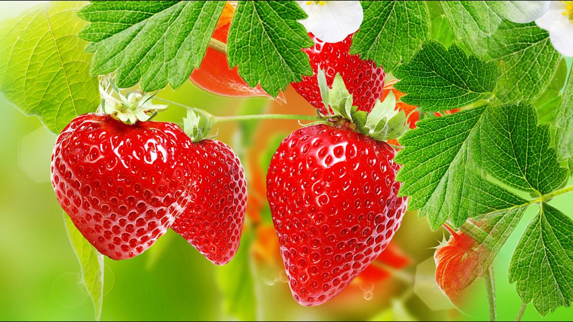 Strawberry picking season begins