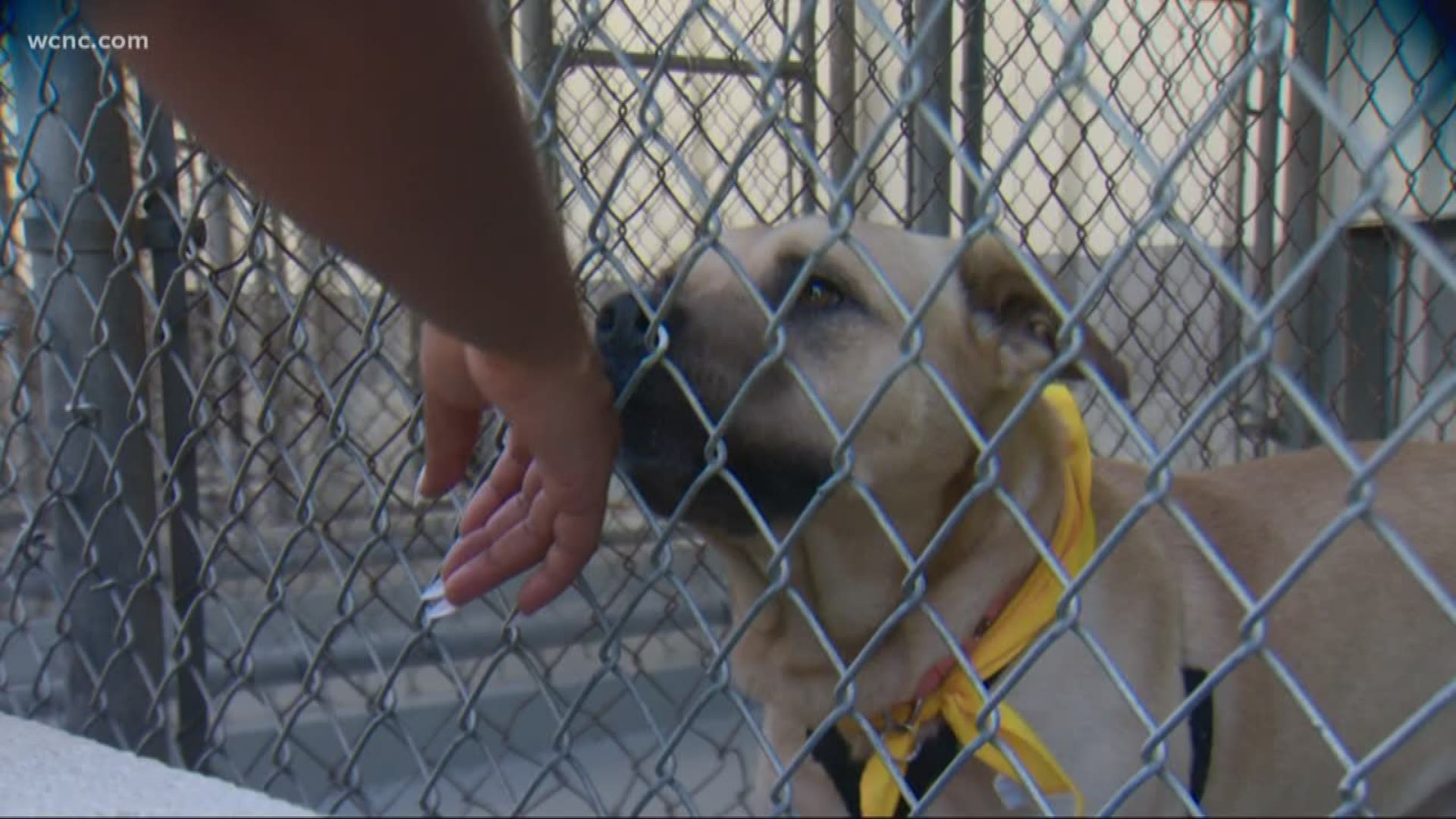 Officials with the Charlotte-Mecklenburg Police Animal Care & Control are urging anyone who is considering pet adoption to do it now. The shelter is at max capacity despite dozens of adoptions from the Clear The Shelters campaign.