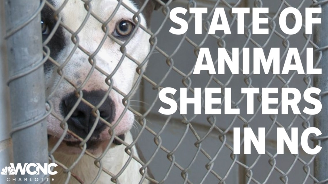 NC animal shelters had the secondhighest kill rate in the country in 2021