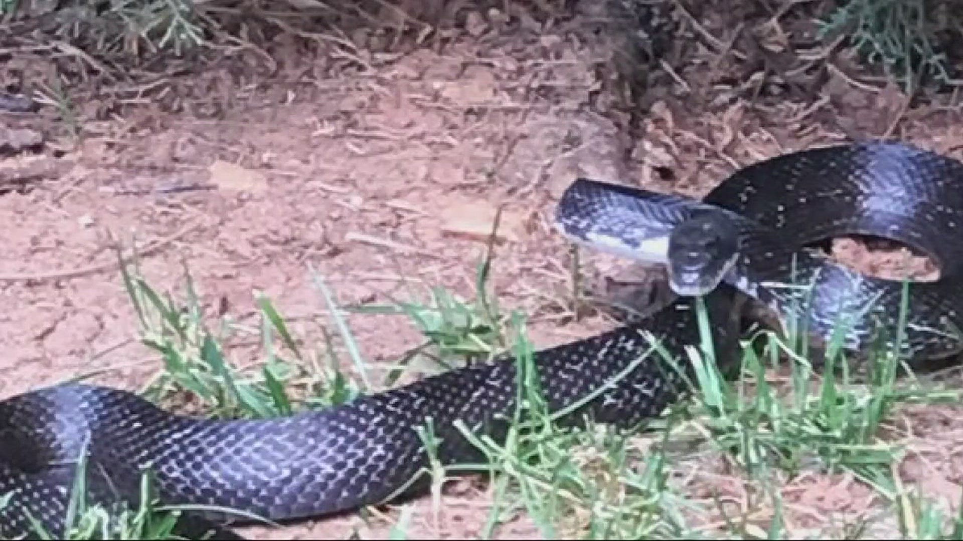 Snake sightings are on the rise.