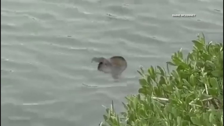 What on earth is this creature swimming in South Carolina?