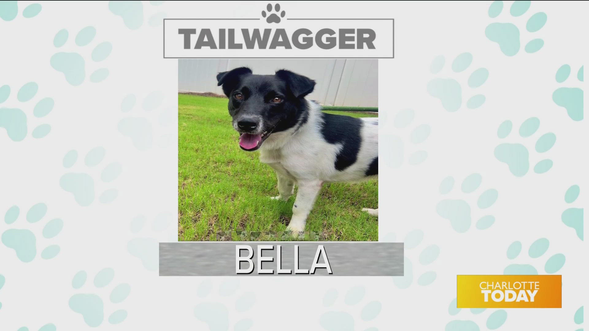 Bella is available for adoption today from Animal Care & Control