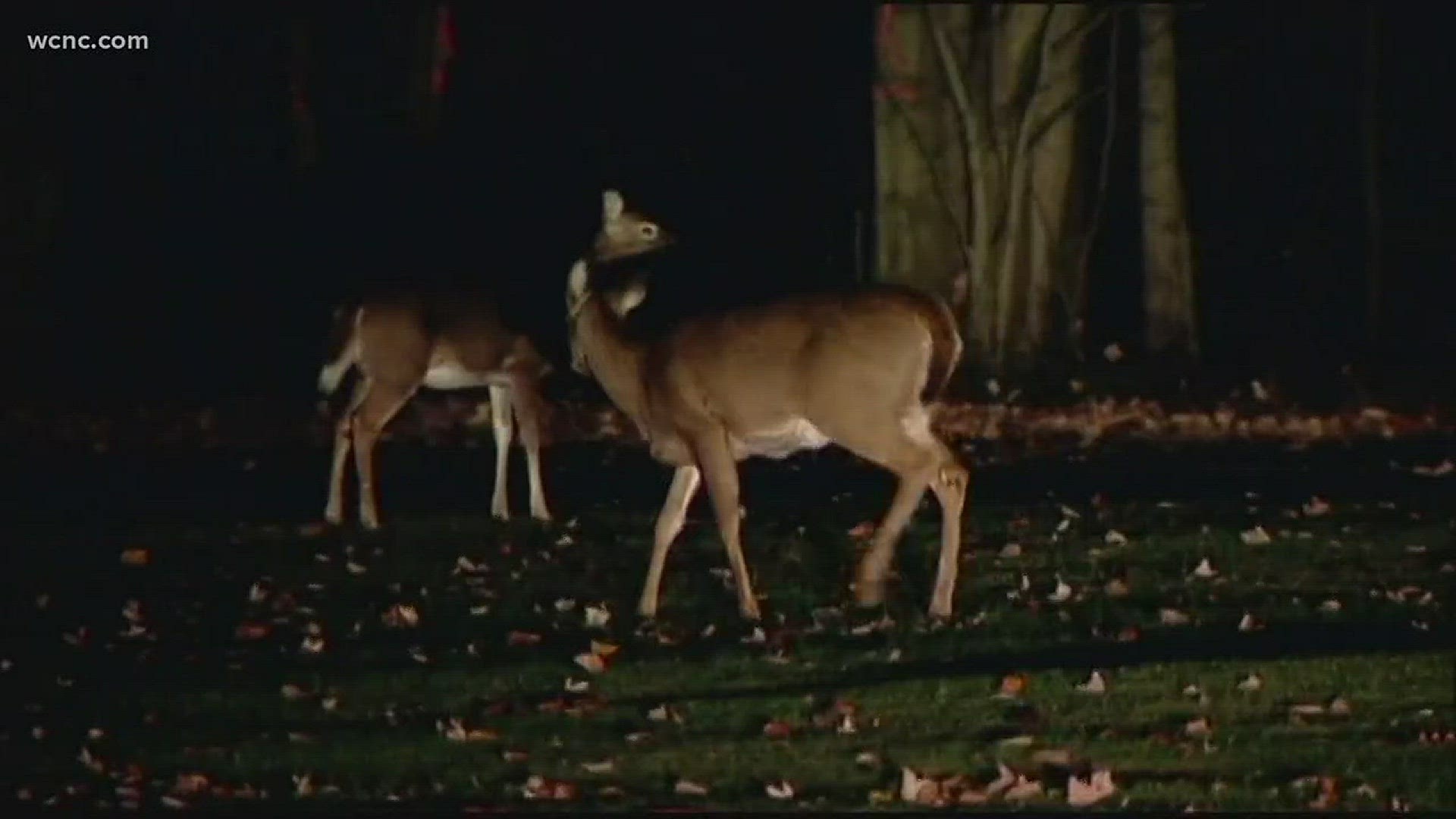 Urban deer hunting worries local homeowners 