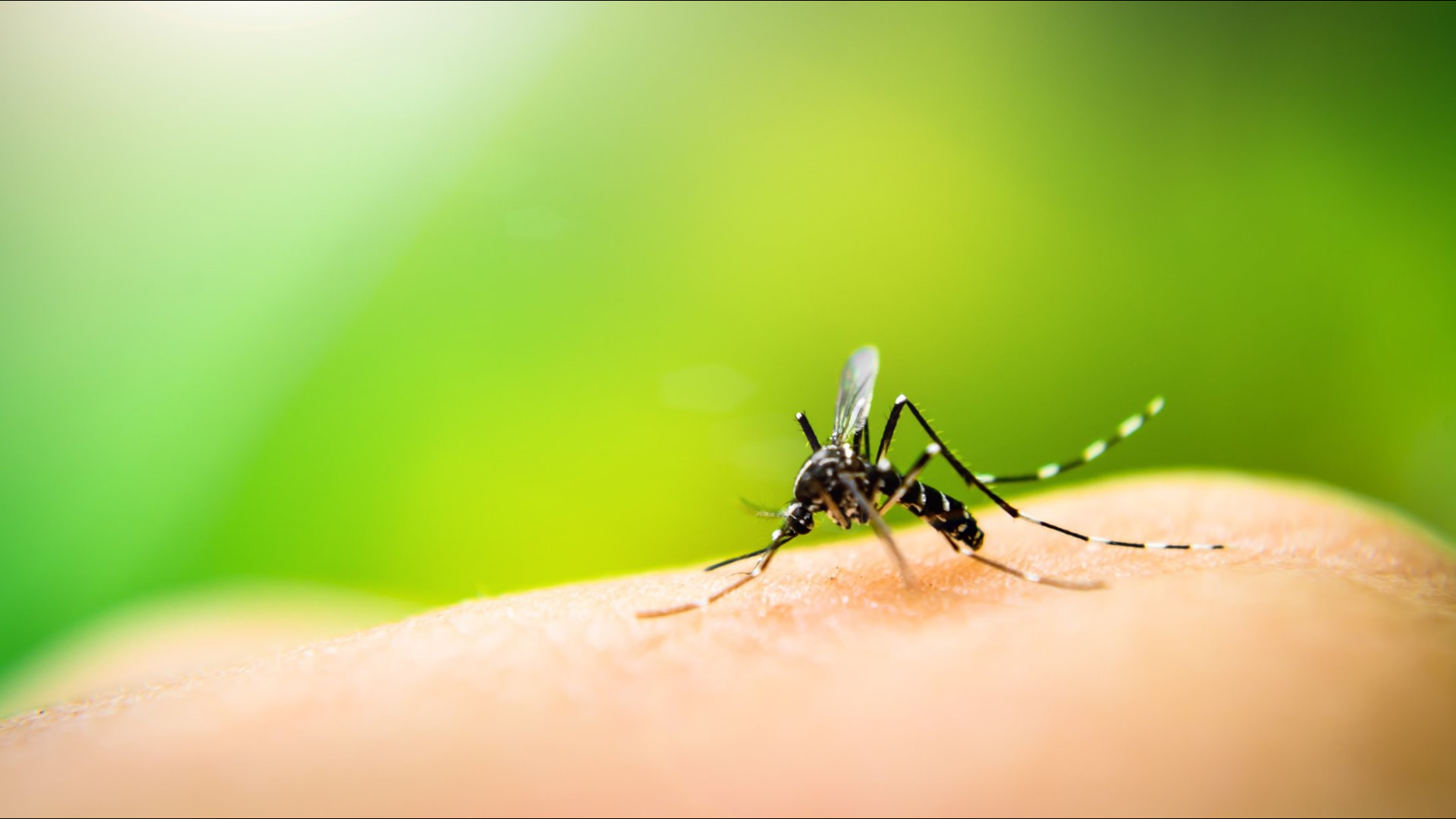 A mosquito-borne illness is responsible for nine deaths across the country and the disease is even popping up in the Tarheel state.