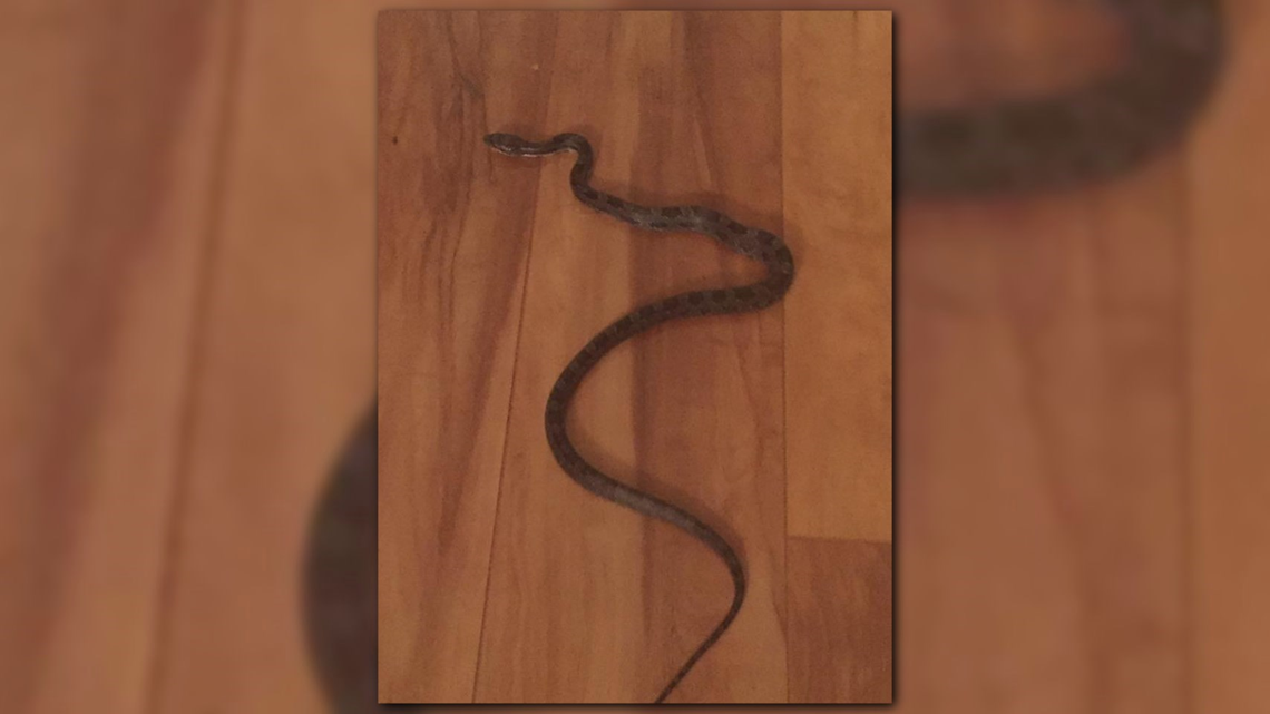 Can You Identify This Snake Here S How Wcnc Com