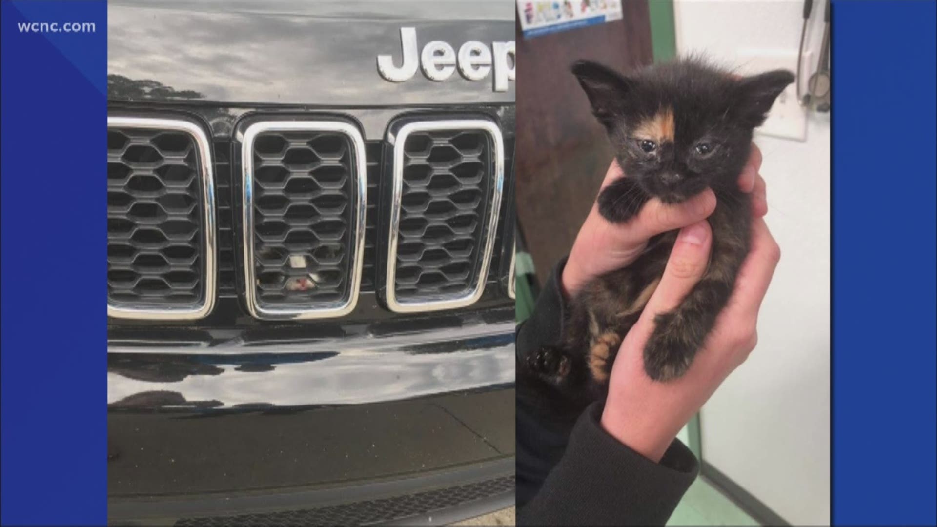 The community banded together to help two separate kittens get free from two separate cars. Both kittens are safe and in recovery now.