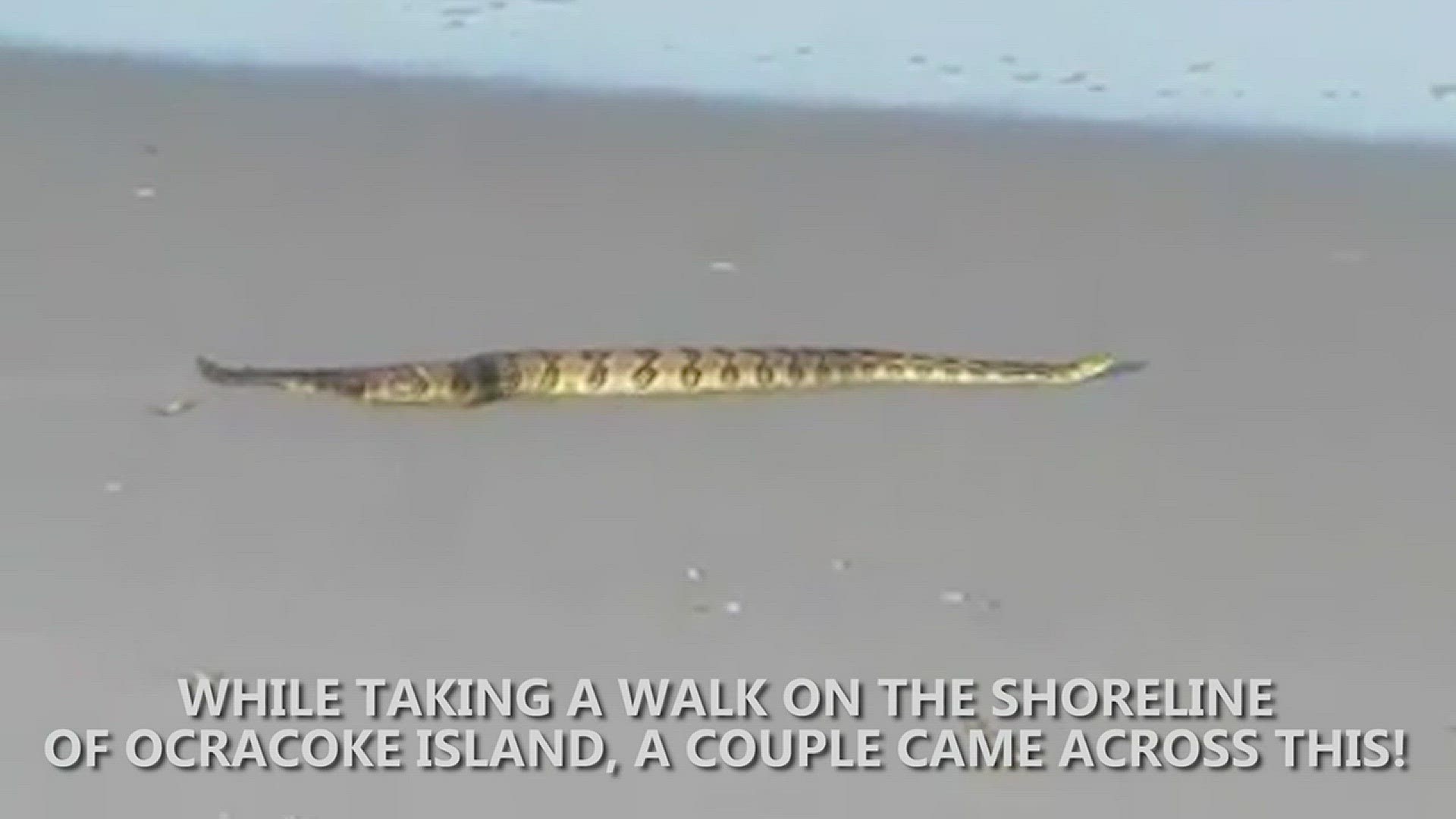 Rattlesnake spotted along NC beach: 'I just couldn't believe it'
