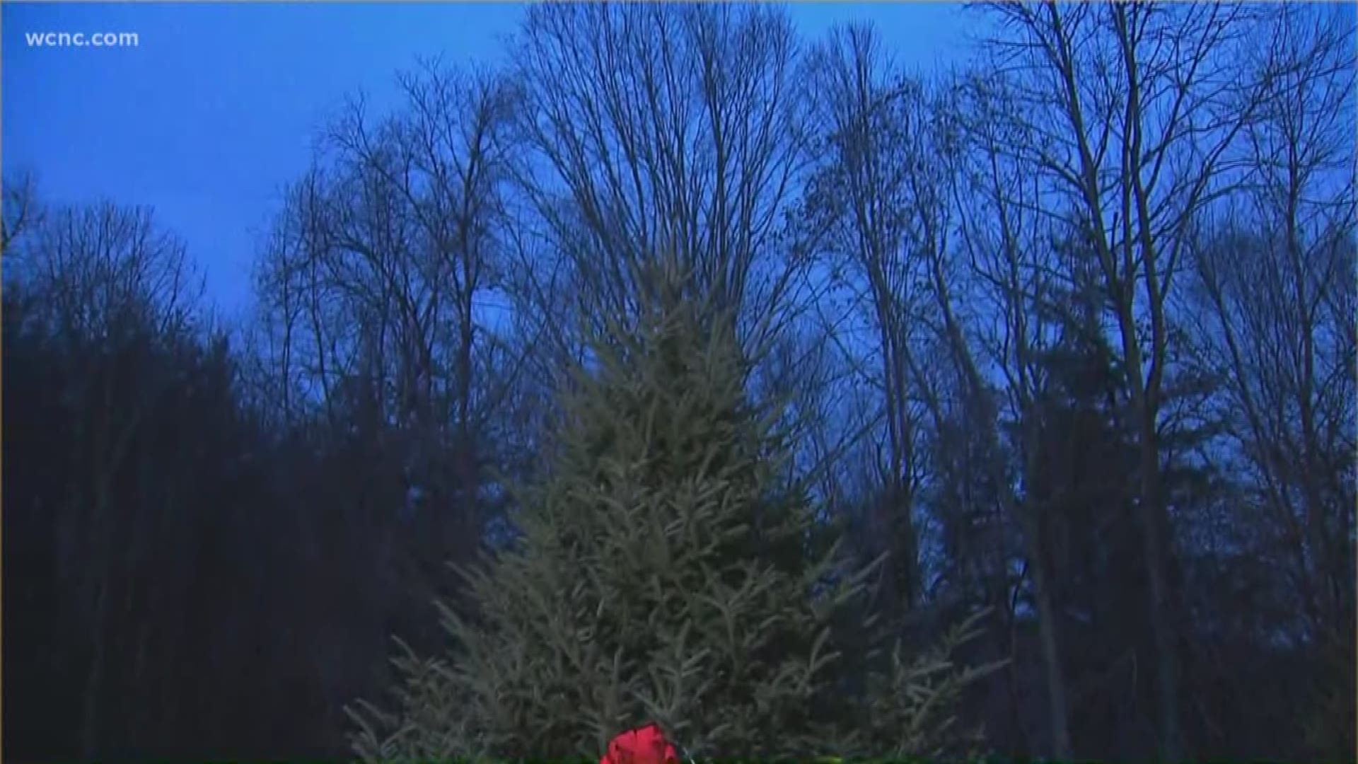 For the 13th time, the White House has chosen a Christmas tree from North Carolina.