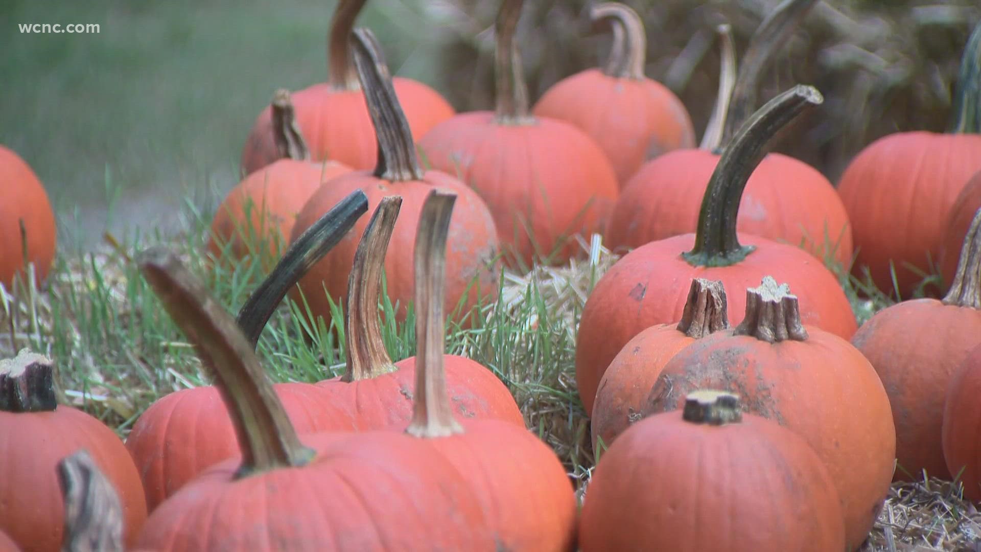 KJ Jacobs takes a look at the pumpkin patch, which includes a catapault!