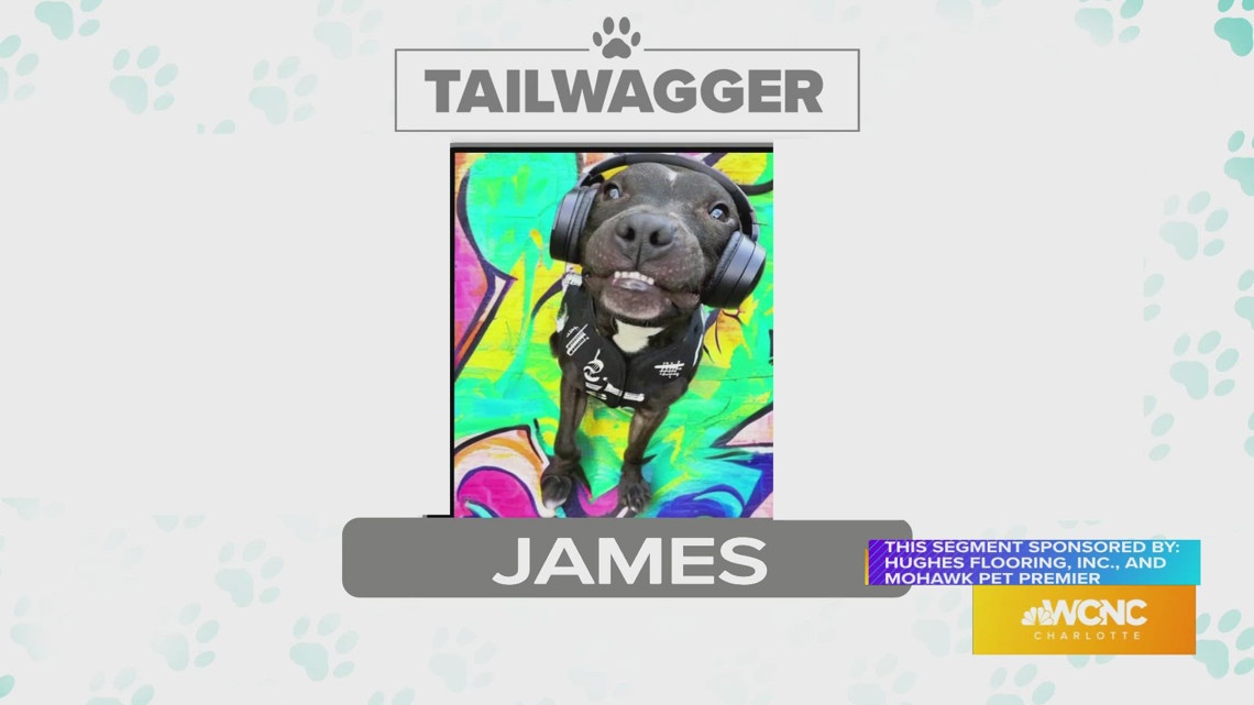 Today’s Tuesday Tailwagger is James – sponsored by Hughes Flooring, Inc., and Mohawk Pet Premier