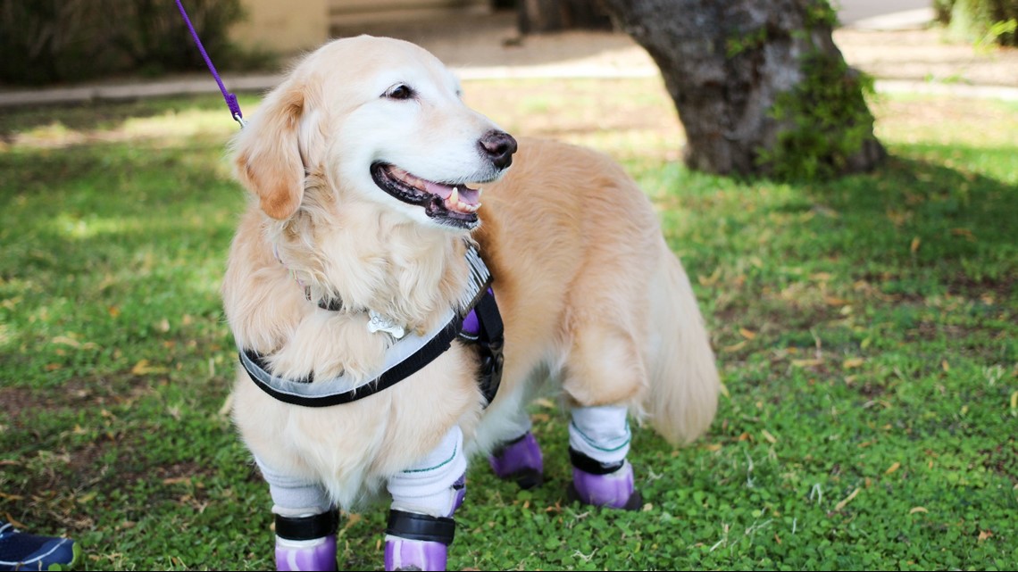 Charlotte charter school using therapy dogs for mental health - Vimarsana News
