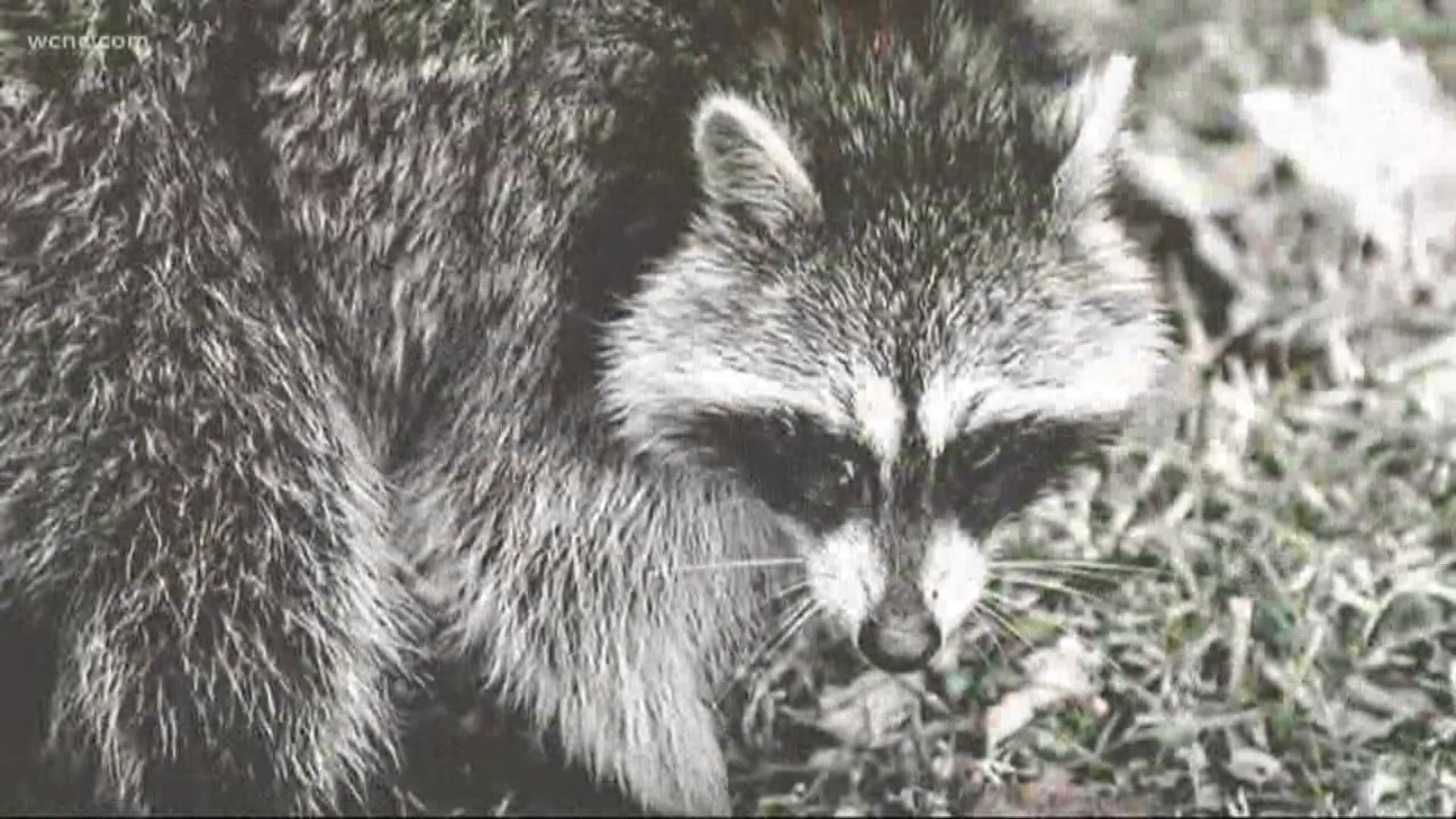 According to officials, this is the 8th animal in Mecklenburg County this year to test positive for rabies.