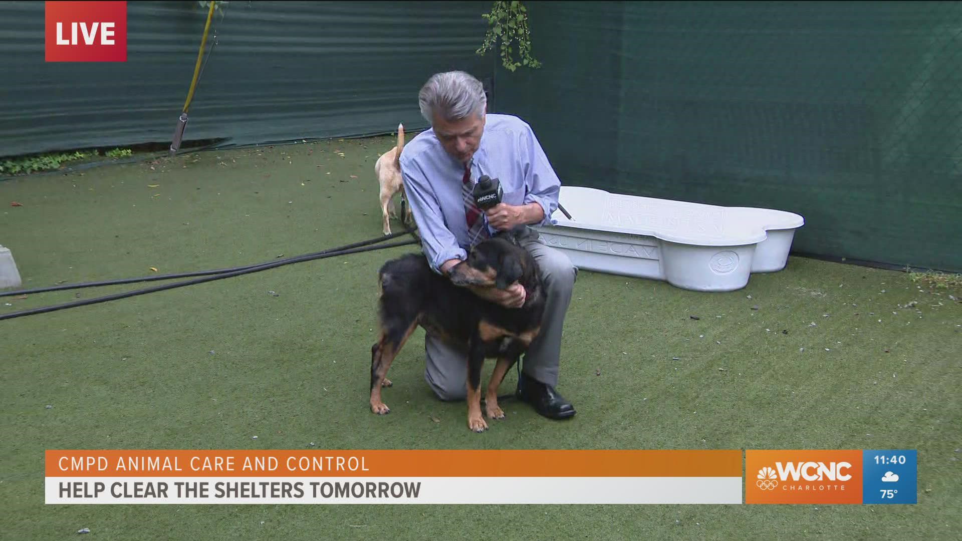 Larry Sprinkle is live from Charlotte Humane Society as they work to Clear the Shelters!