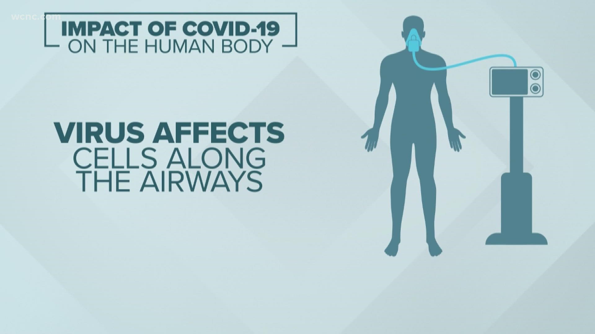 Fred Shropshire discusses how COVID-19 attacks the human body.