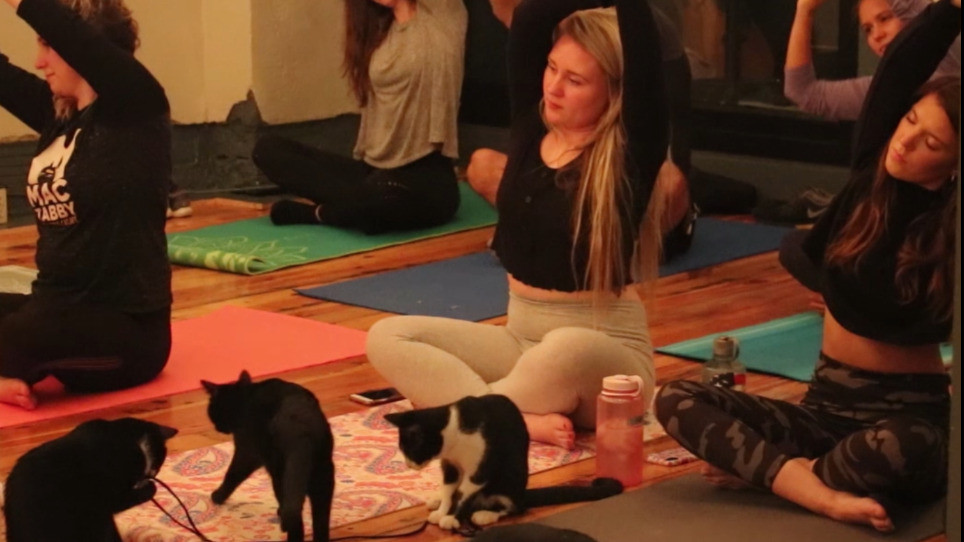 Every Monday, cat lovers and newcomers alike gather to stretch, relax and play with cats. The instructor described the class as a good beginner class.