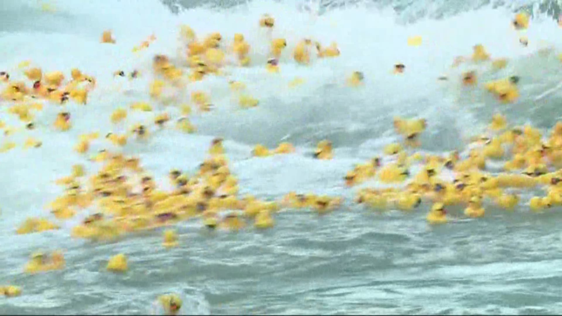 Adopt a duck! 15th Annual Hope Floats Duck Race is this Sunday