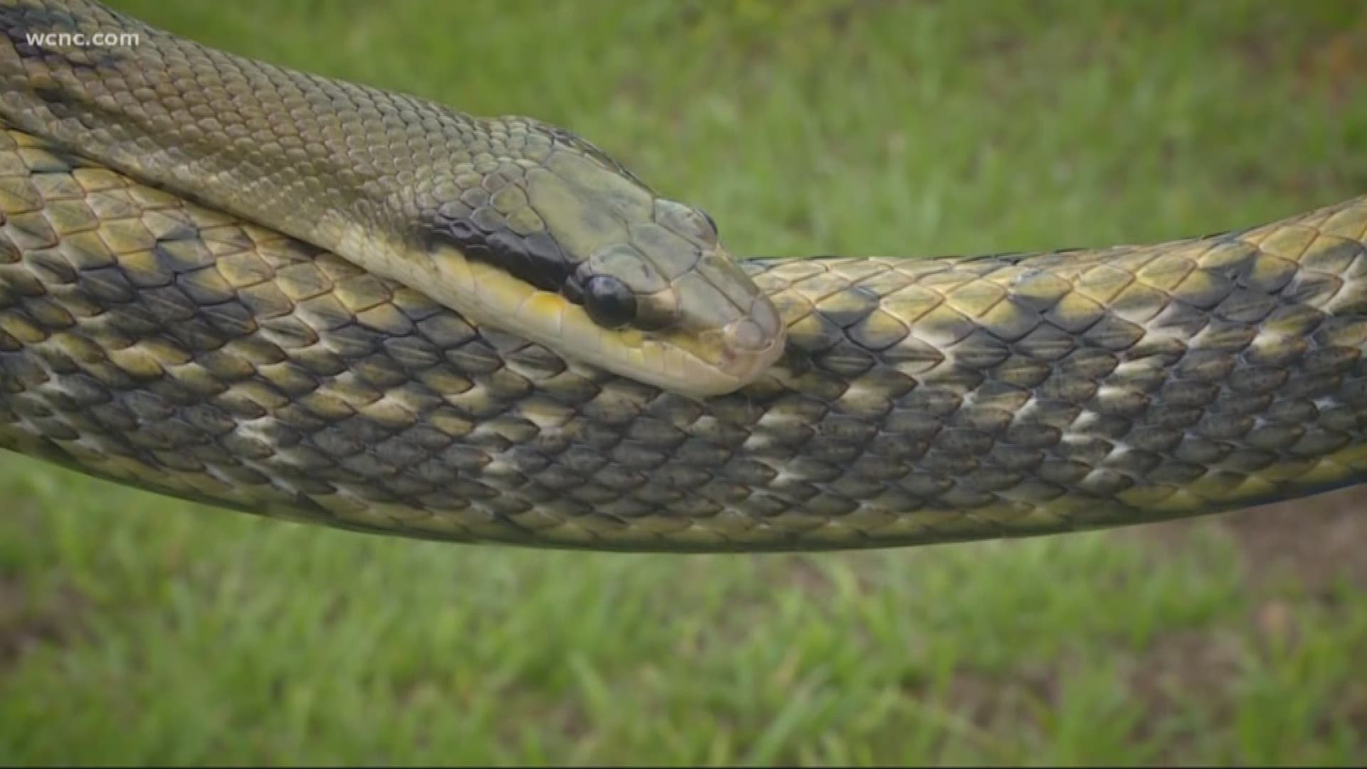 Snakes have been spotted on balconies, inside birdhouses and homes across the Carolinas. NBC Charlotte's Evan West is finding out these snakes are actually helpful.