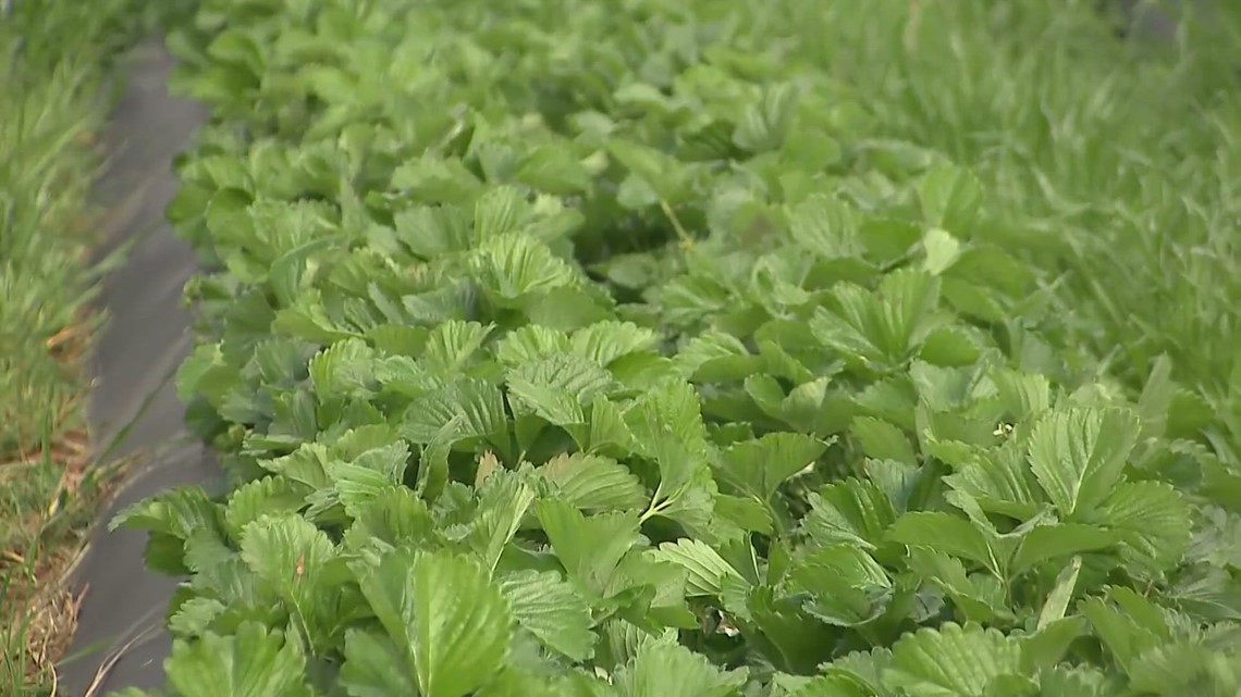 What is the Growing Season in Charlotte