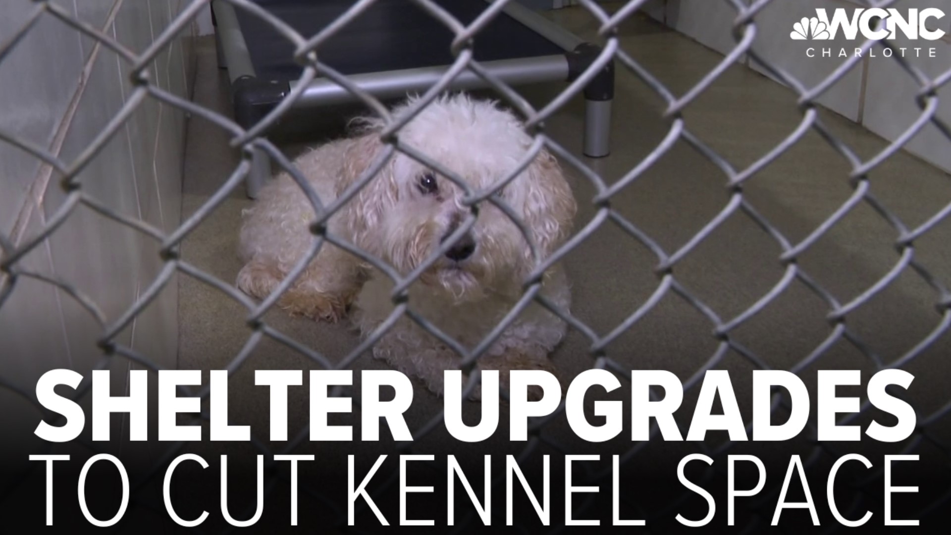 Charlotte's kennel capacity crisis could give the community its biggest test yet.