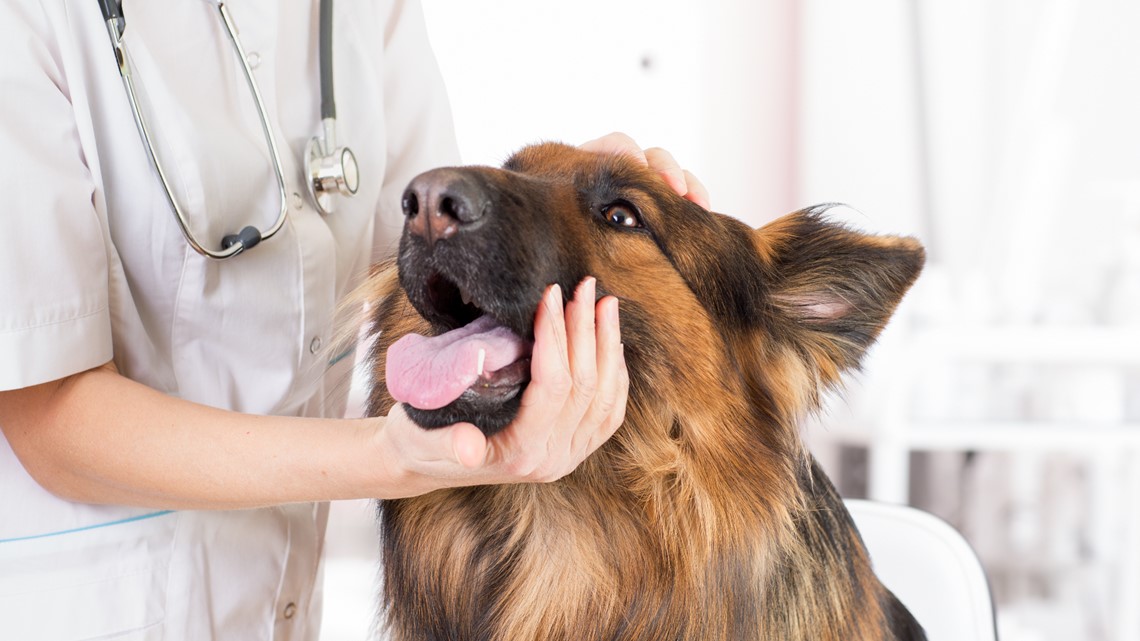 Should I get pet insurance?