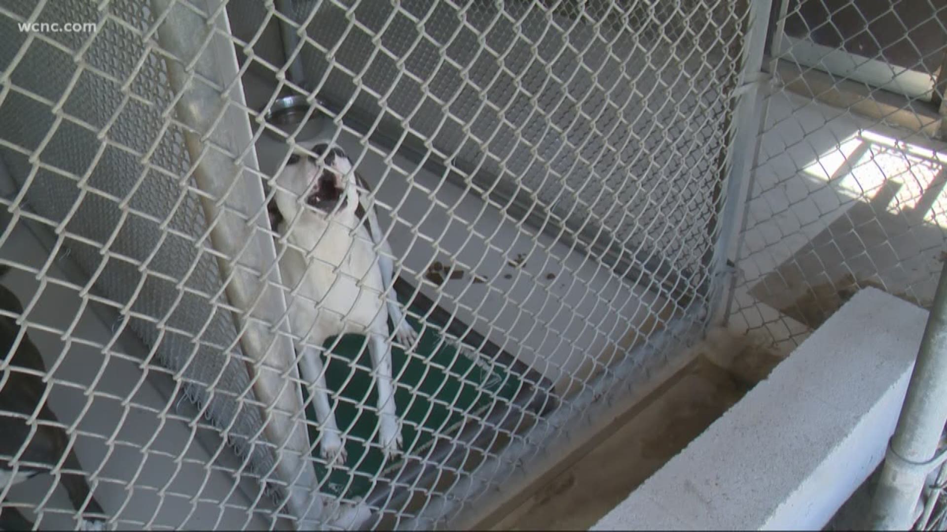 To avoid the worst case scenario, staff at Gaston County Animal Care and Enforcement have to work around the clock.