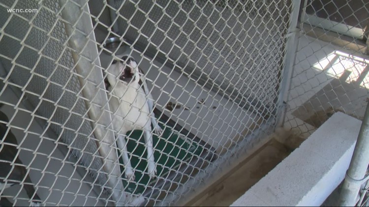 Employees at Gaston County shelter having to take animals home to avoid  euthanizing 