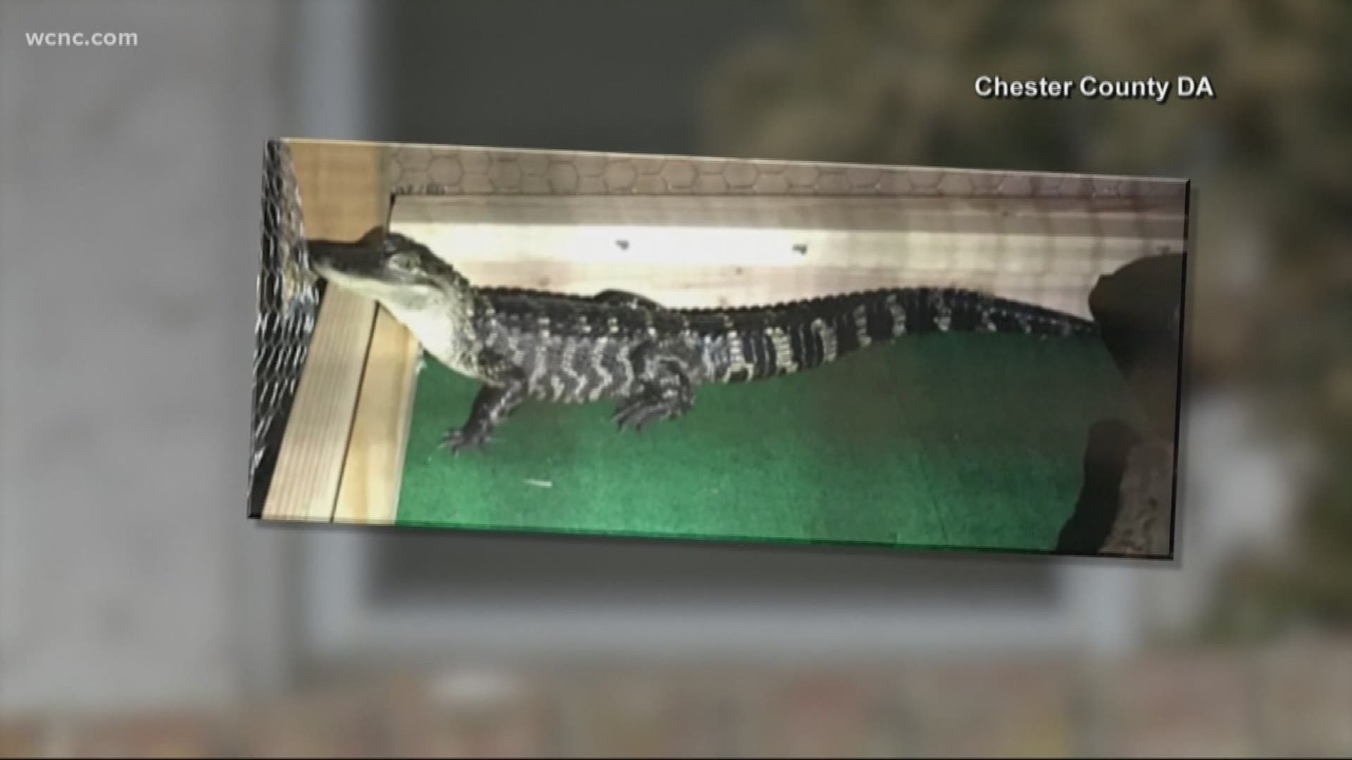 On top of recovering heroin, crack cocaine, fentanyl and $5,000, they also found a three-foot alligator hanging out in the kitchen of the house, according to a press release issued by the Chester County District Attorney’s Office. They nicknamed him "El Chompo."