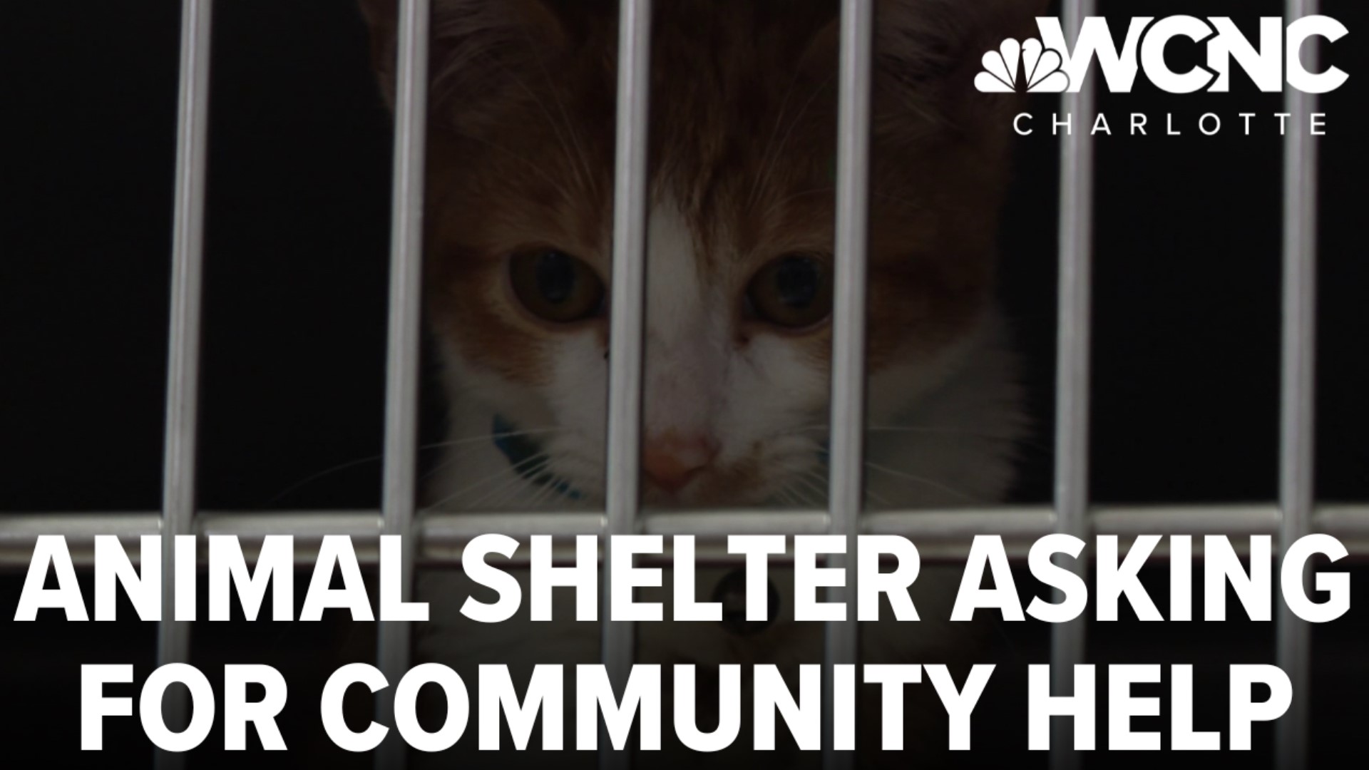 The project, which is not adding kennel space but only brings the shelter up to code, comes as the shelter is already swimming in cats and, especially, dogs.