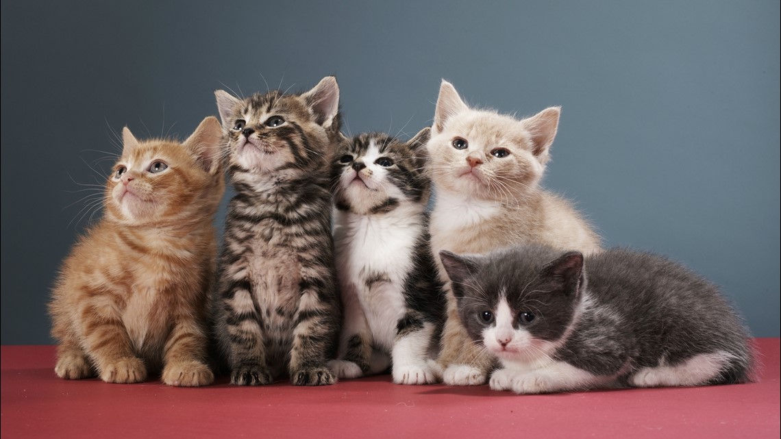 Countdown to Kitten Cuddle: A furry friend awaits you this week at the ...