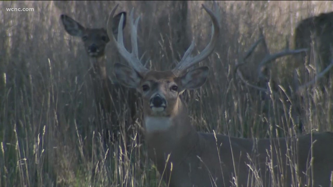 Safety Tips: How To Avoid Hitting A Deer This Fall | Wcnc.com