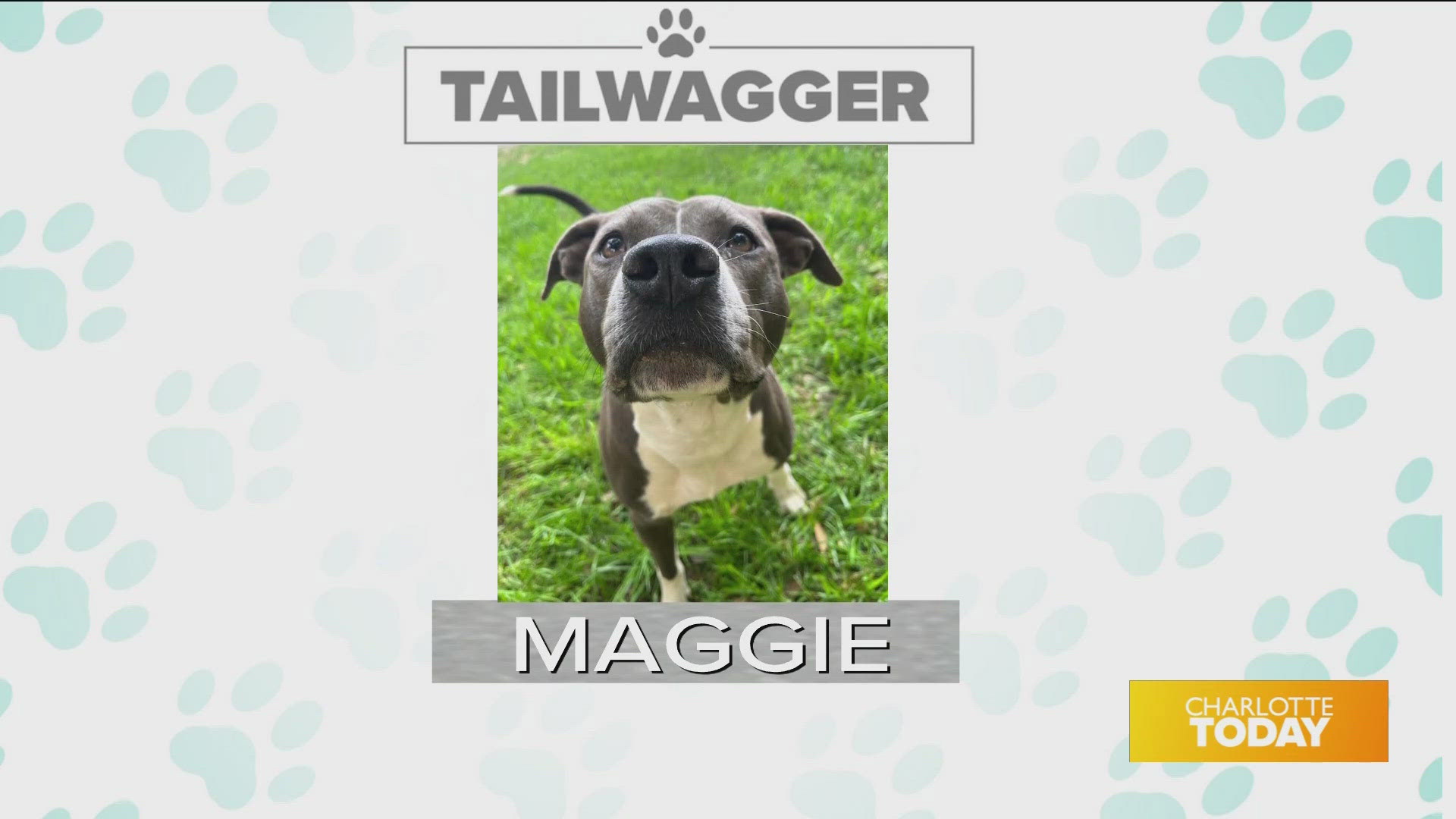 Maggie is available for adoption today from Animal Care & Control