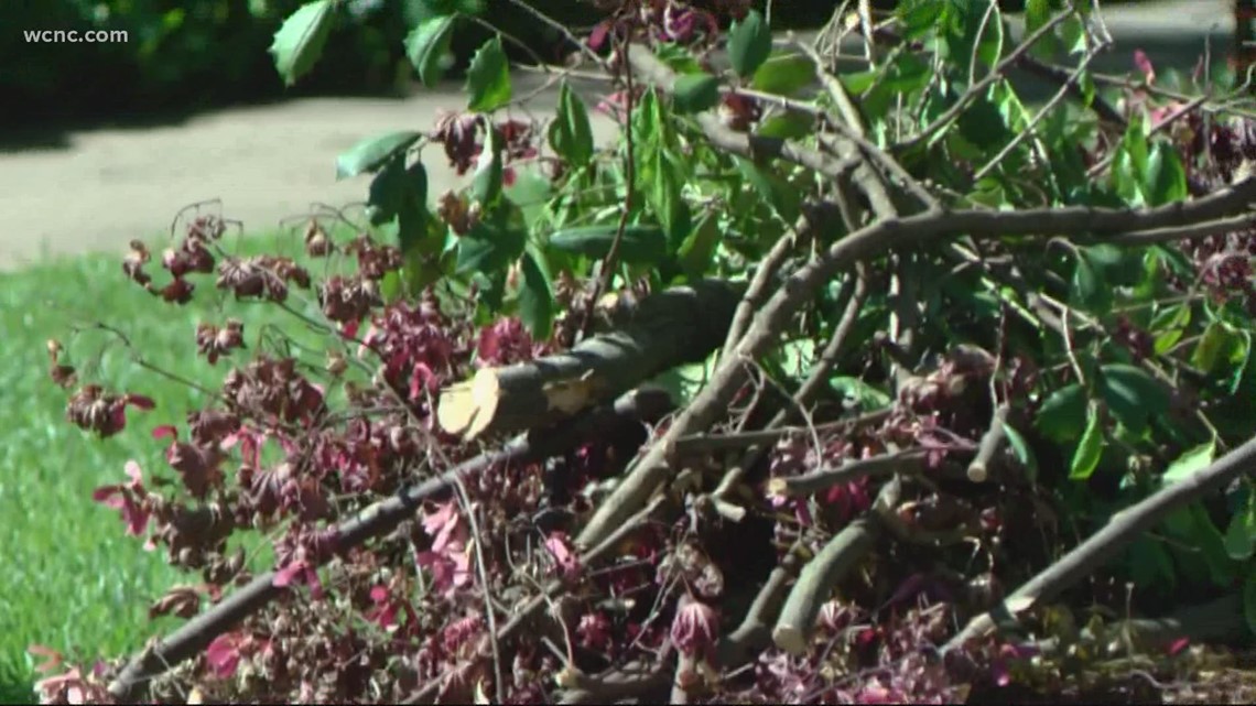City of Charlotte to ban plastic bags when it comes to yard waste - Vimarsana News