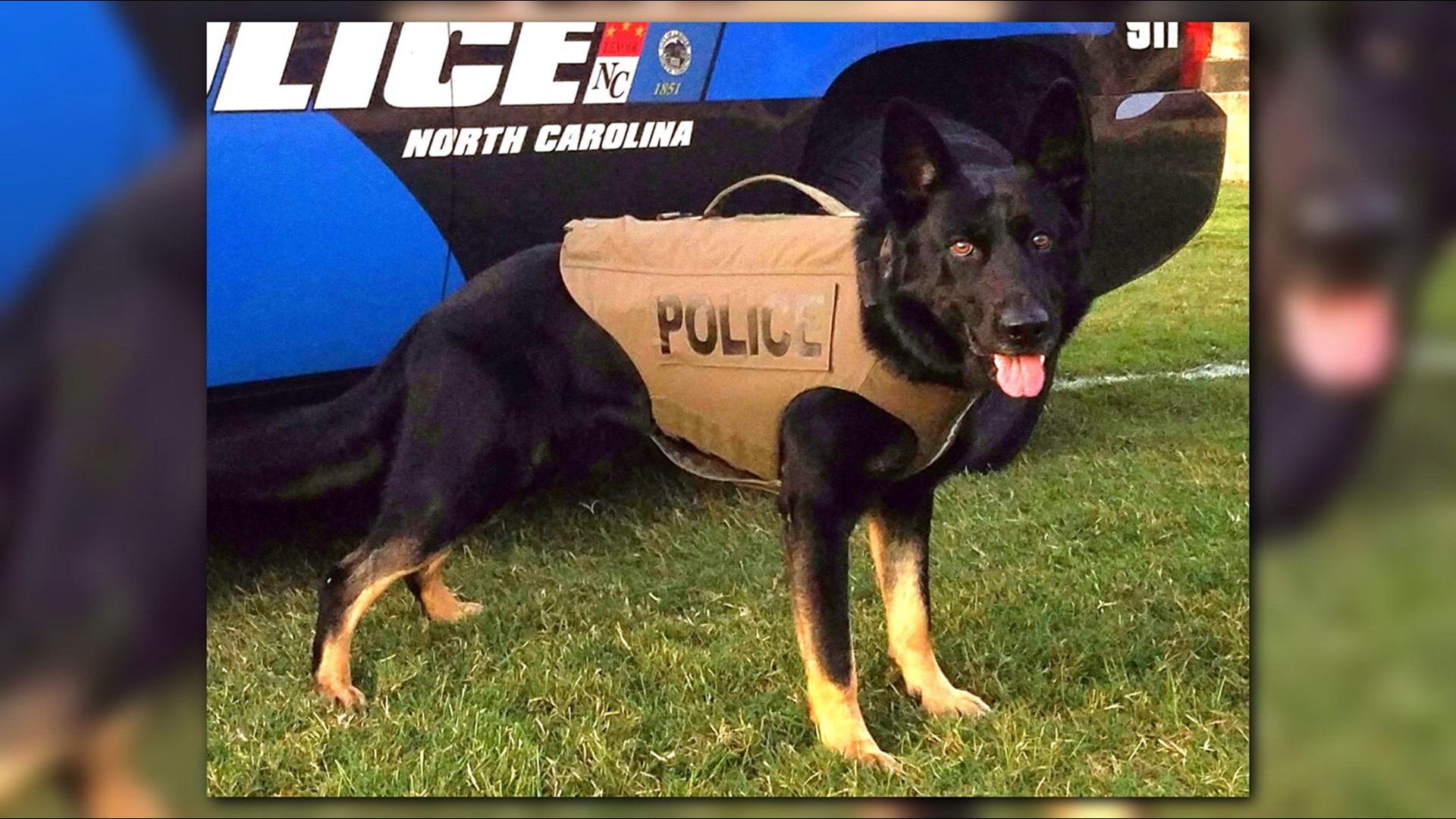 PHOTOS: Local Police K9 Receive Protective Vests | Wcnc.com