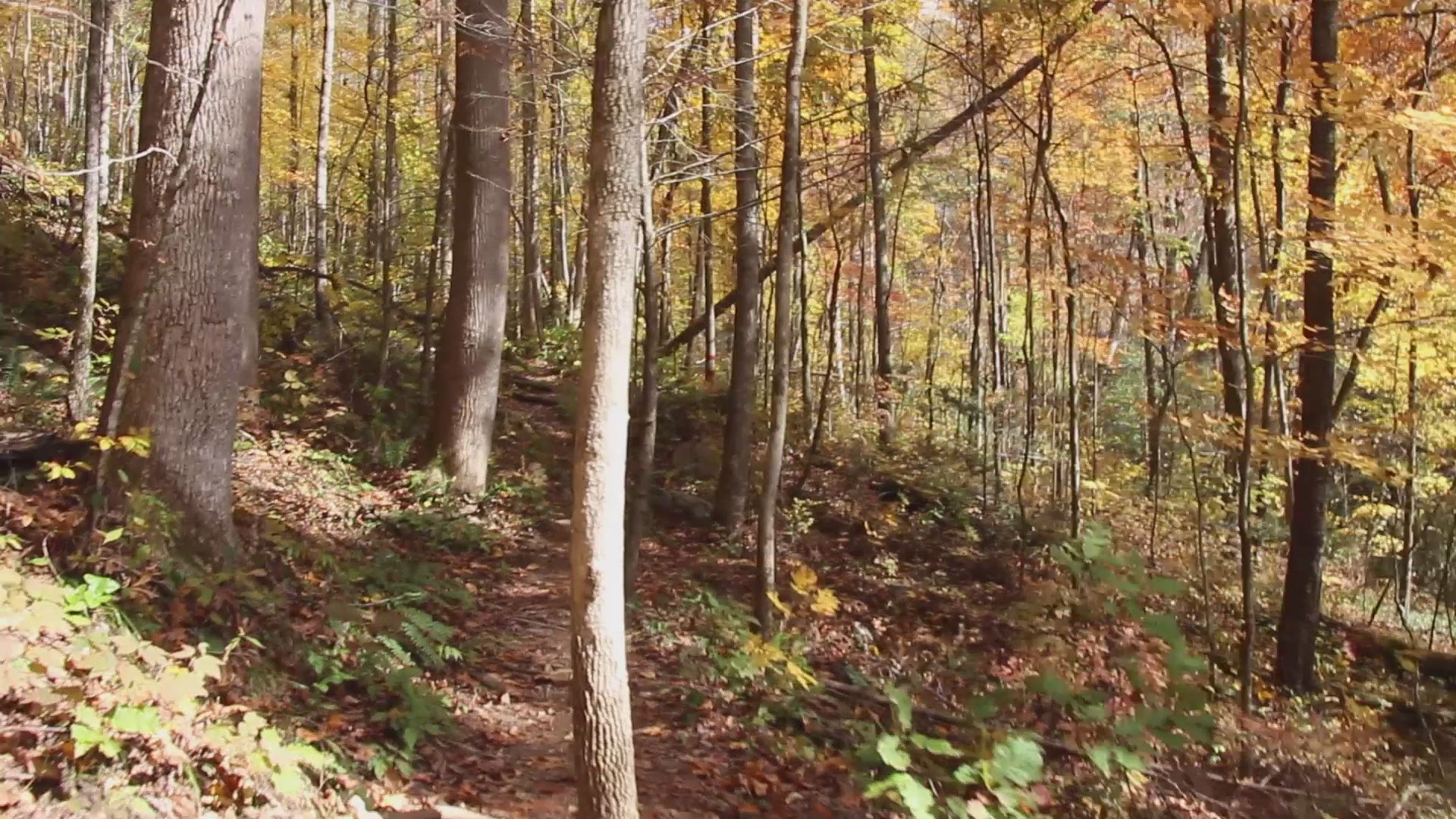 Most identify the oncoming winter season with cold weather, the holidays and the start of a new year. But that's not the case for John and Joneric Bruner. As frost begins to coat North Carolina's Great Smoky Mountains, they're hoping to prove the existenc