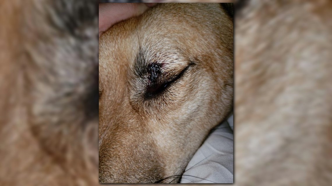 Charlotte family's dog bitten by snake