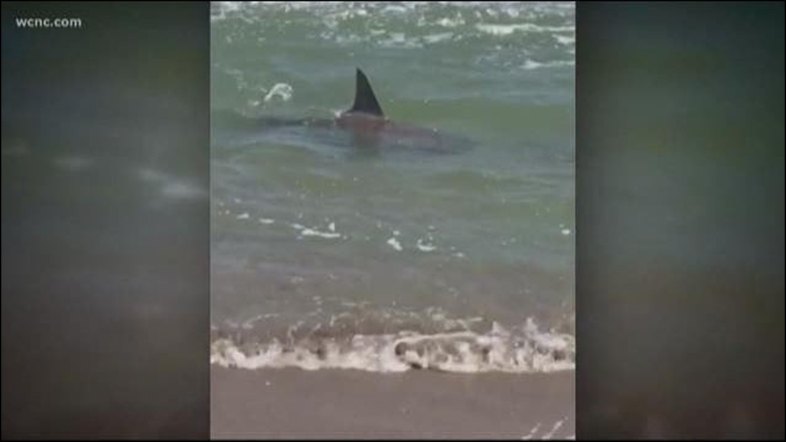 WATCH: Shark stuns beachgoers on Emerald Isle  wcnc.com