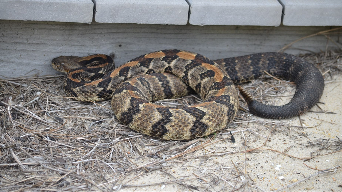 This is the time when rattlesnakes are most active in North Carolina ...