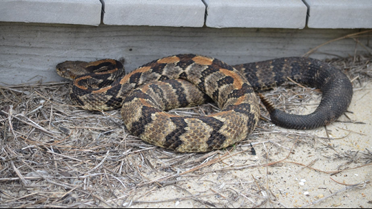 This Is The Time When Rattlesnakes Are Most Active In North Carolina 