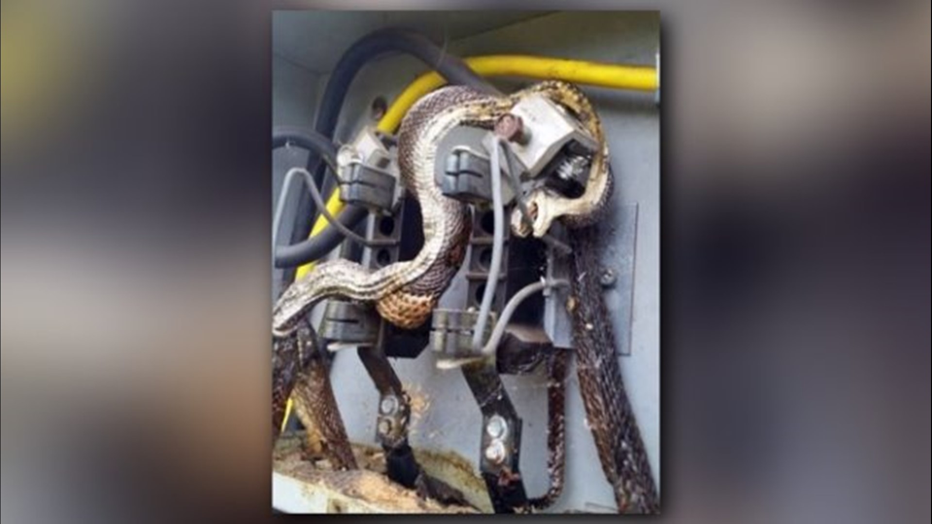 Snake causes power outage in Huntersville