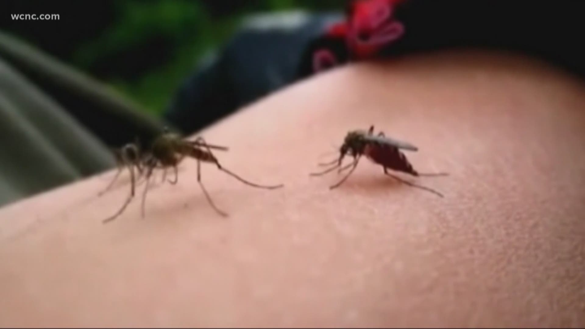 Some are scrambling to have yards treated after a mosquito in the Wilmington area tested positive for the West Nile virus. With all the summer storms, the most important thing to do is dump out any standing water.