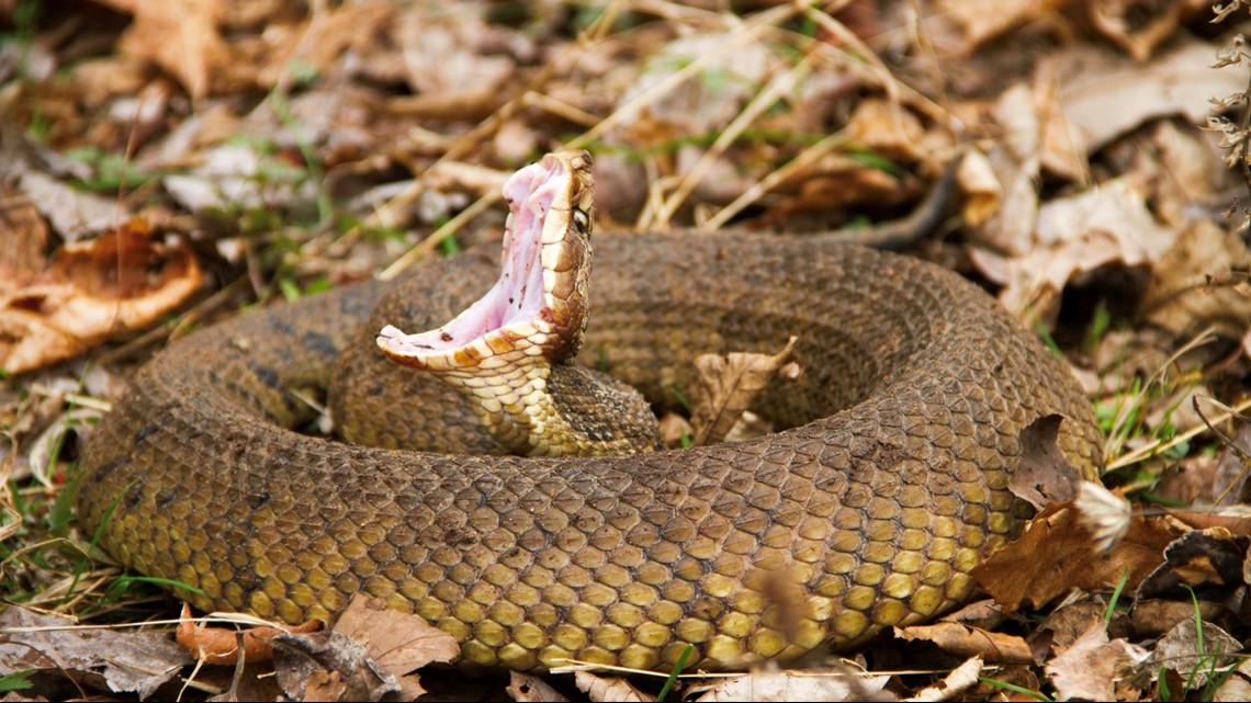 Your Guide To The Six Venomous Snakes In The Carolinas Wcnccom